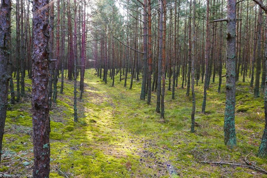 Dworek Bursztynowe Piaski กดัญสก์ ภายนอก รูปภาพ